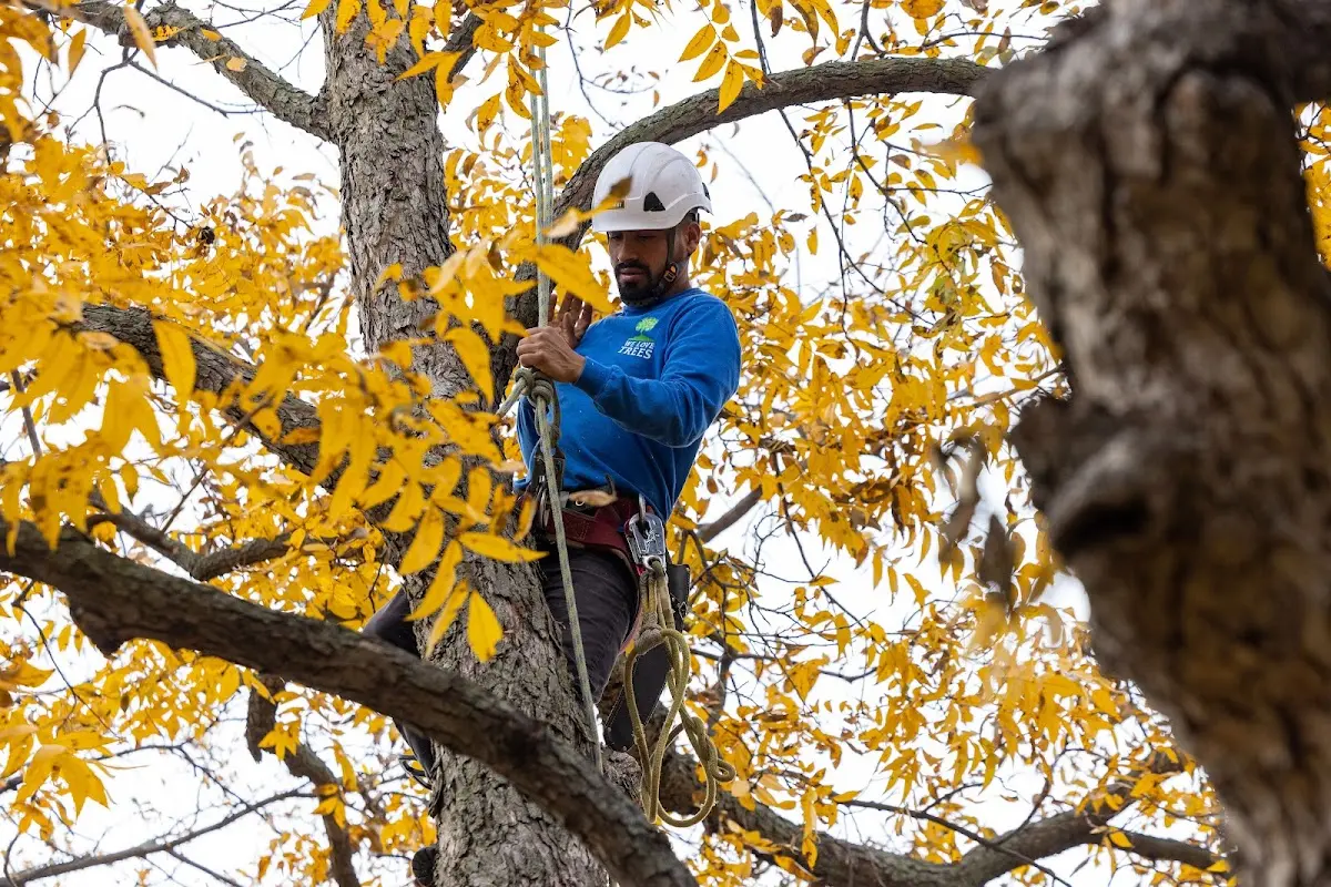 Skilled Tree Planing crew working in Garrett
